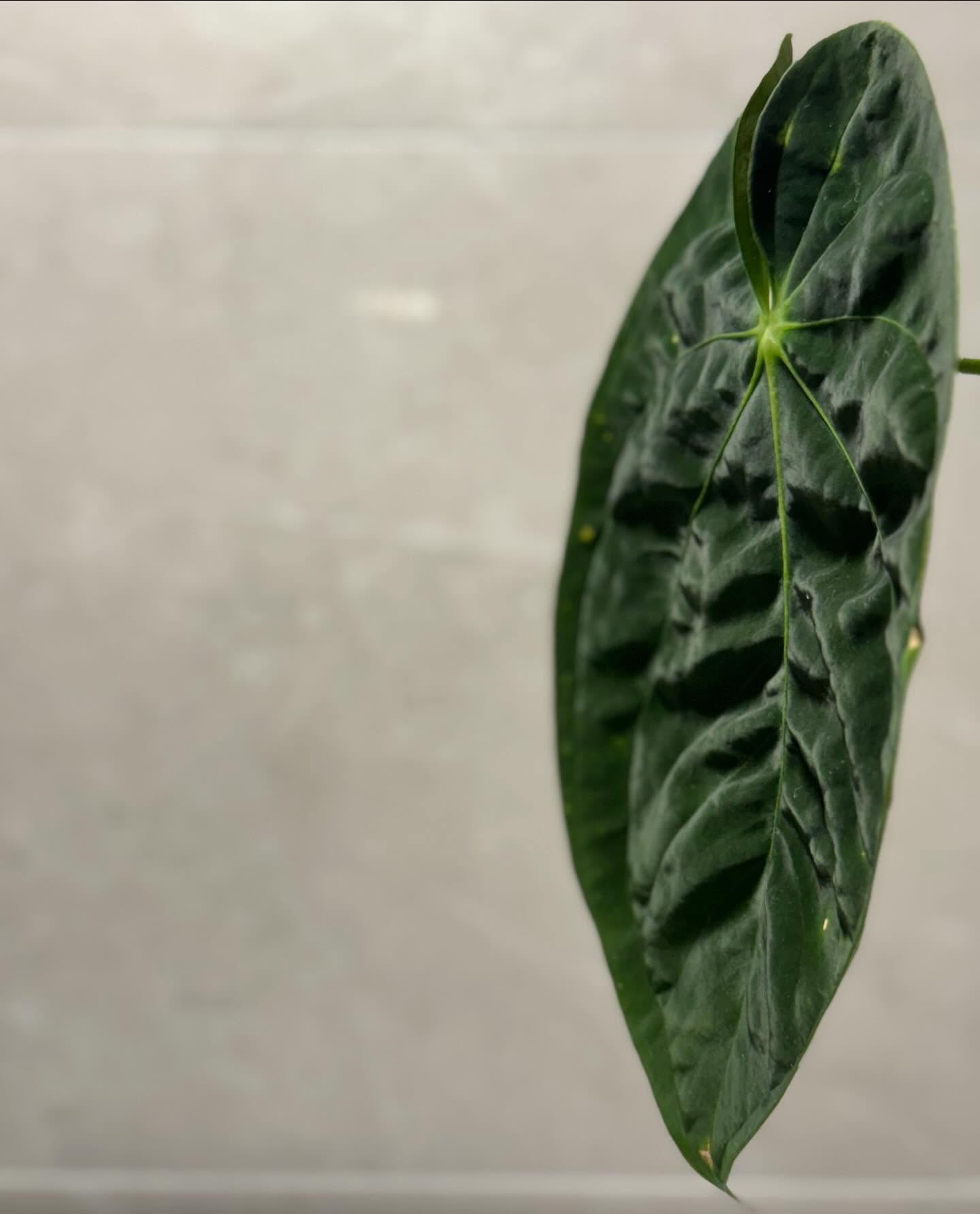 黑蝶葉 papillilaminum