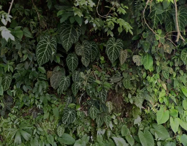 火鶴的原始模樣