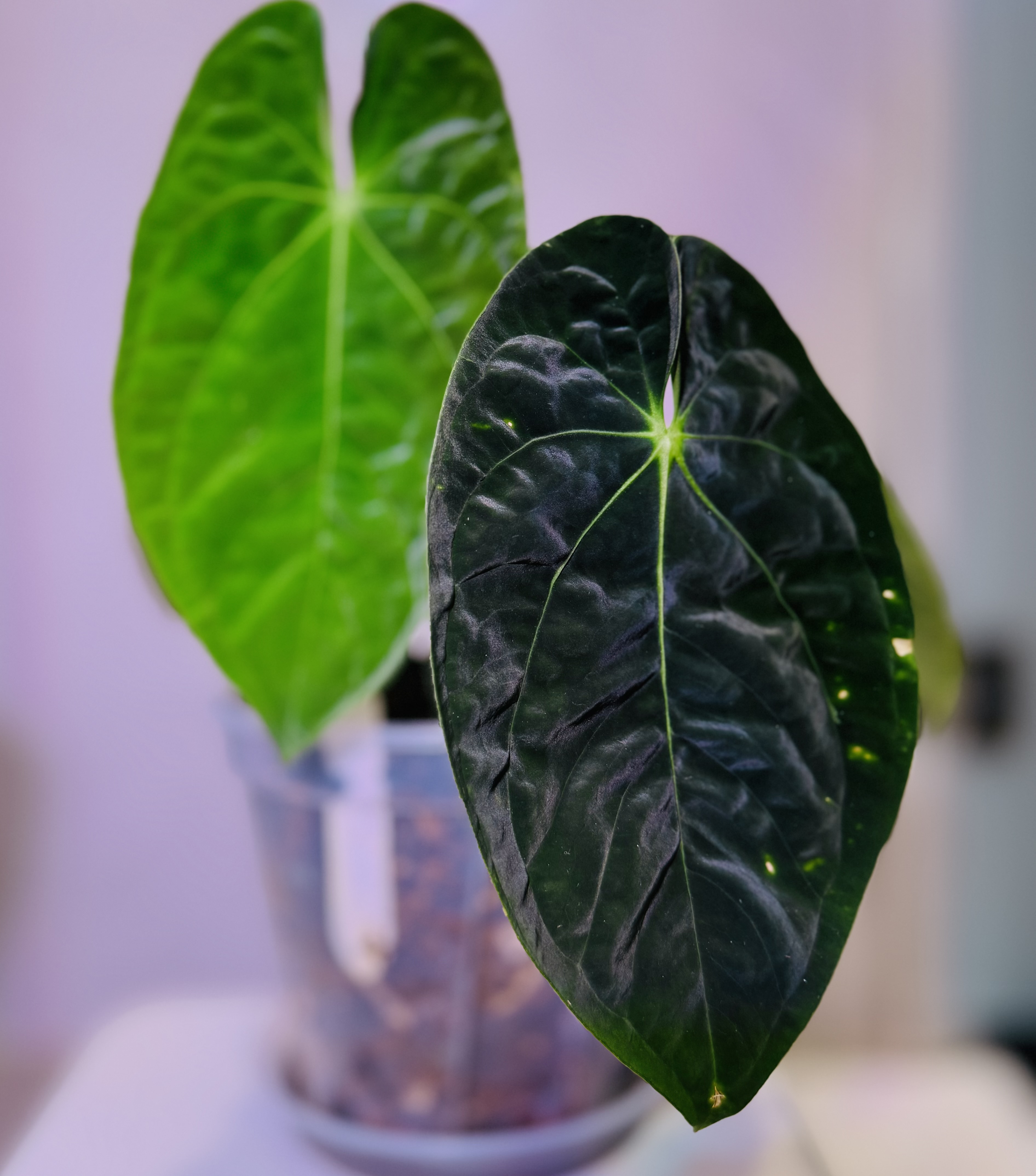 植物日誌照片 2