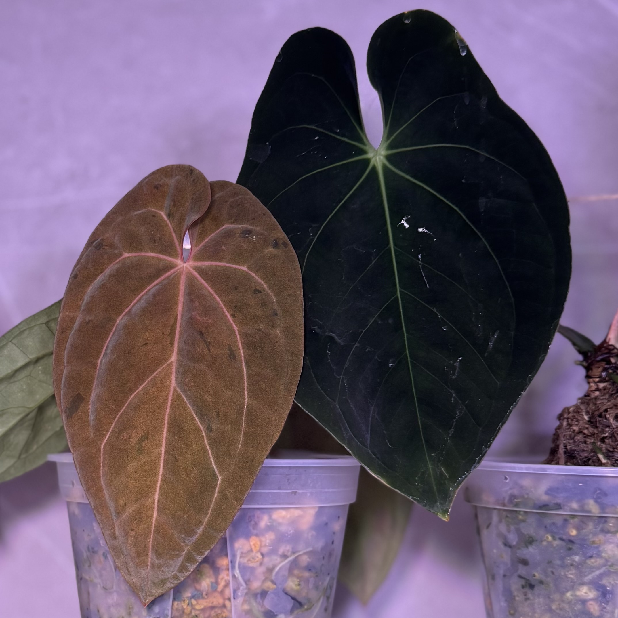 植物日誌照片 7