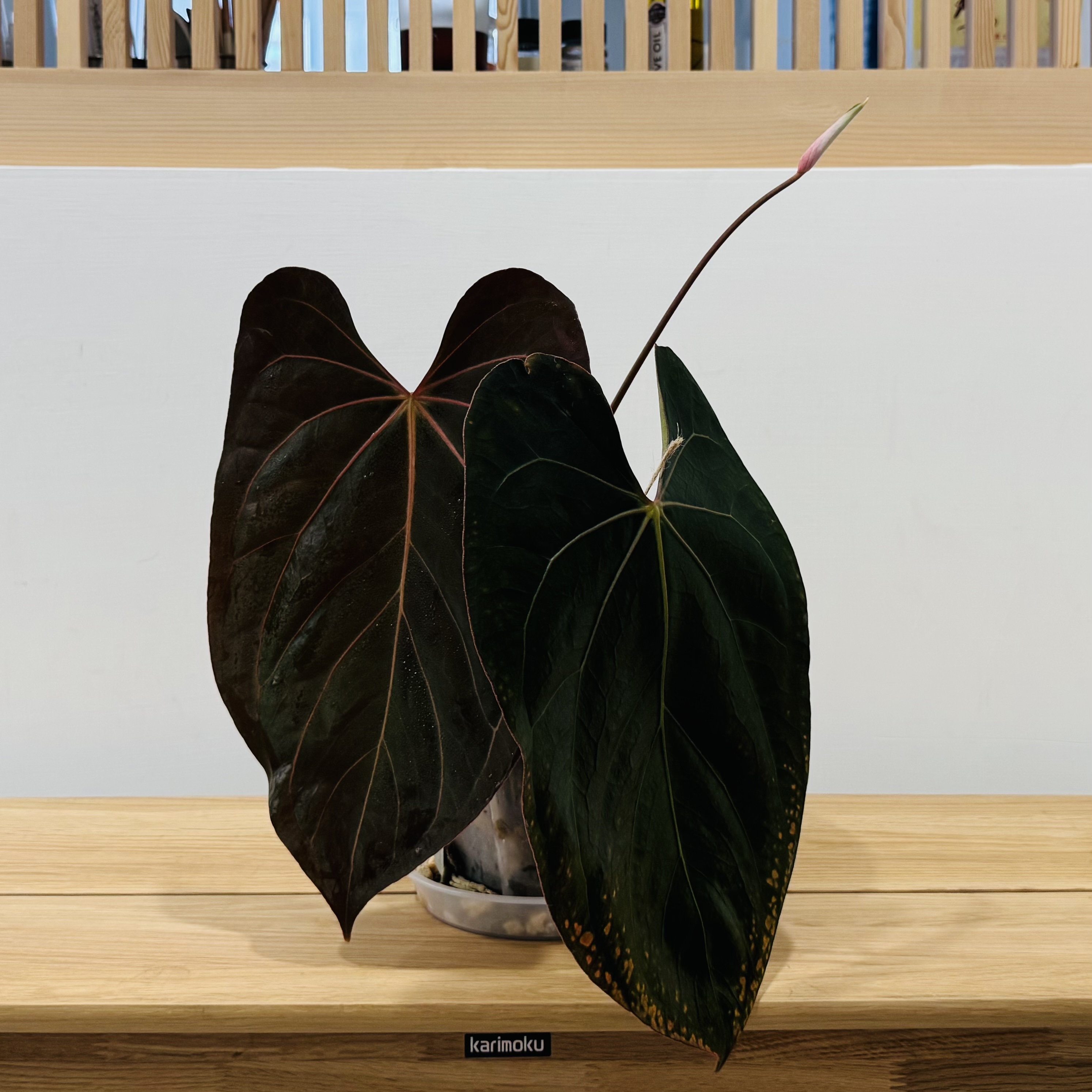 母本 Anthurium papillilaminum "RL" 商品照片 2