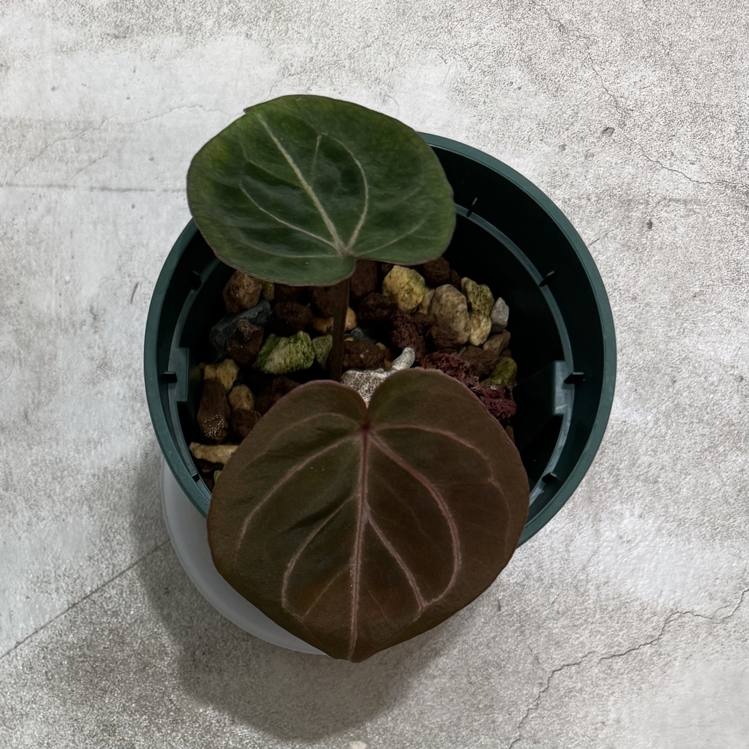 Anthurium "King of Spades" 商品照片 5
