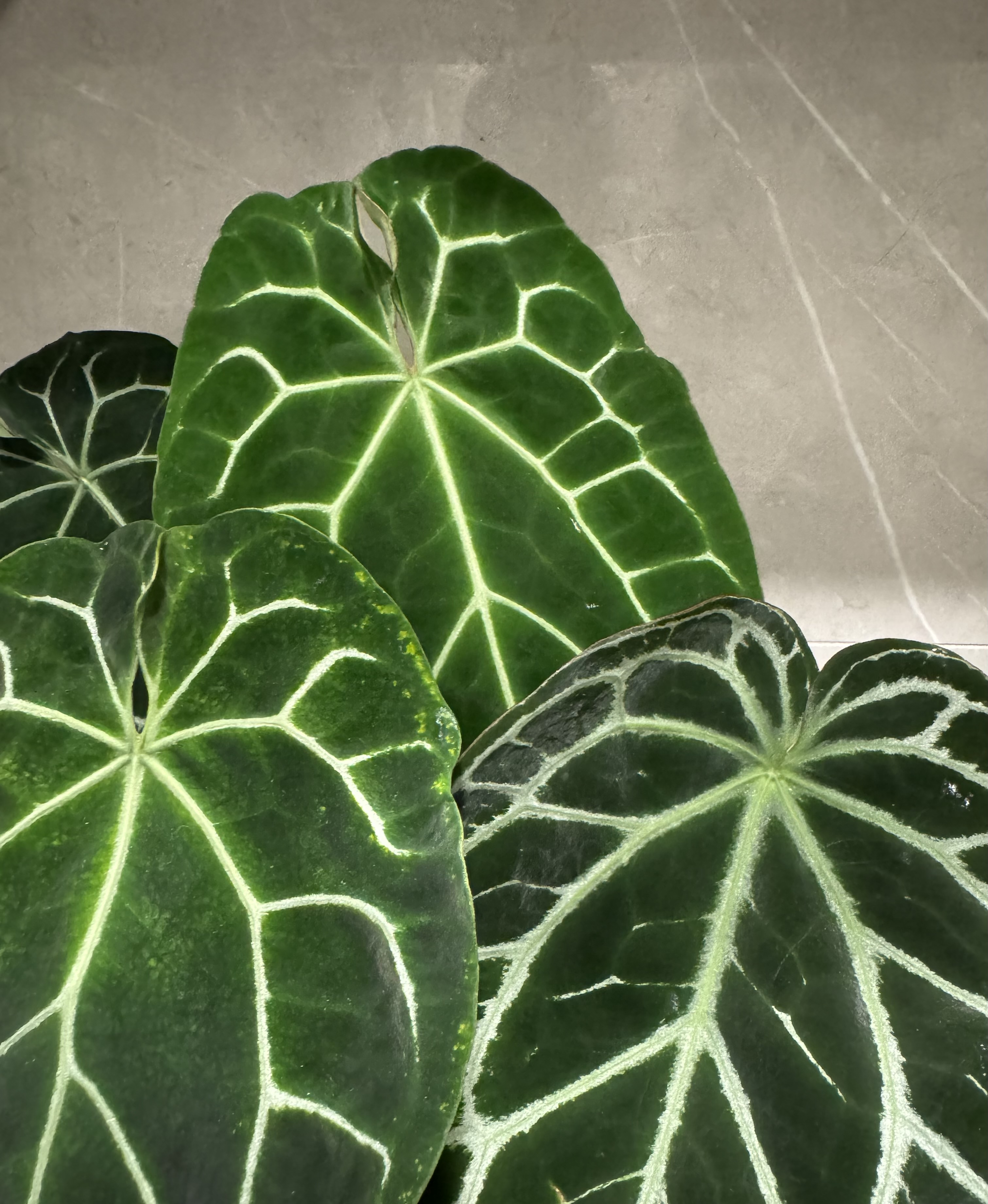 植物收藏照片 13