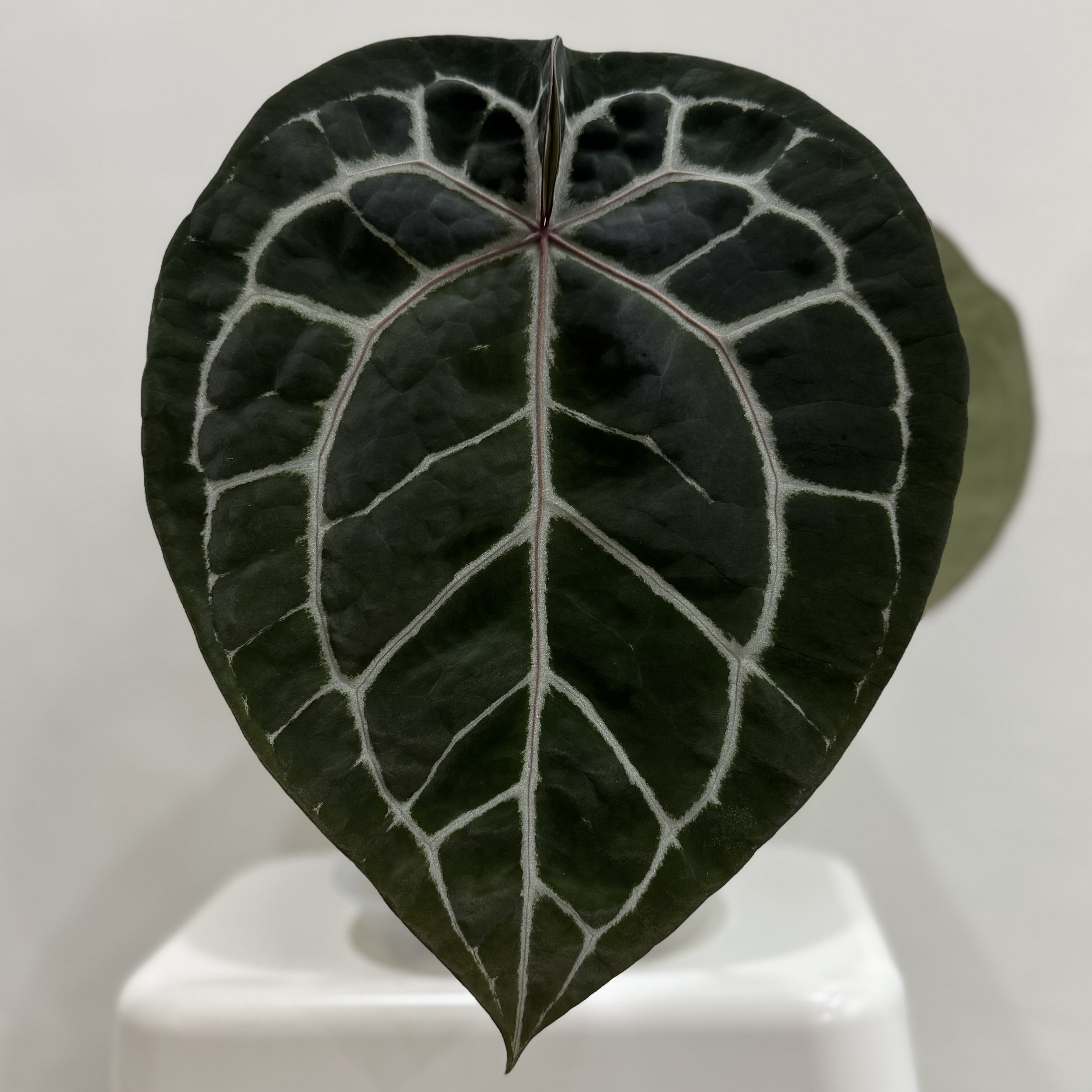 植物日誌照片 4
