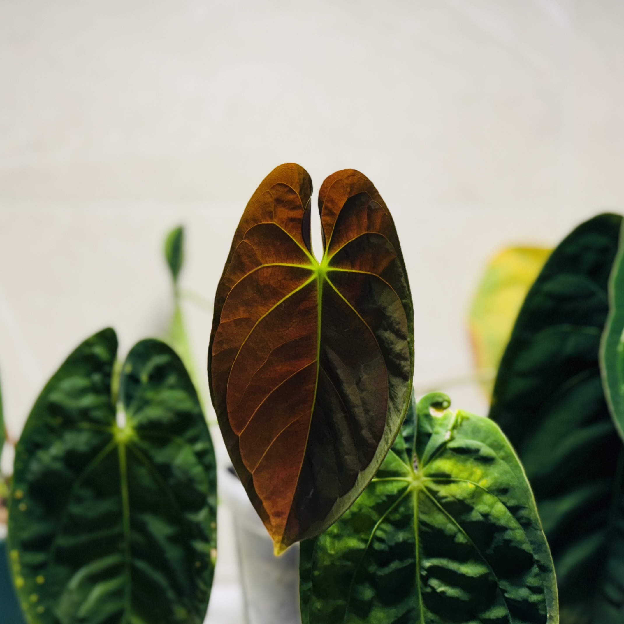 Anthurium papillilaminum, LG ecotype 商品照片 3