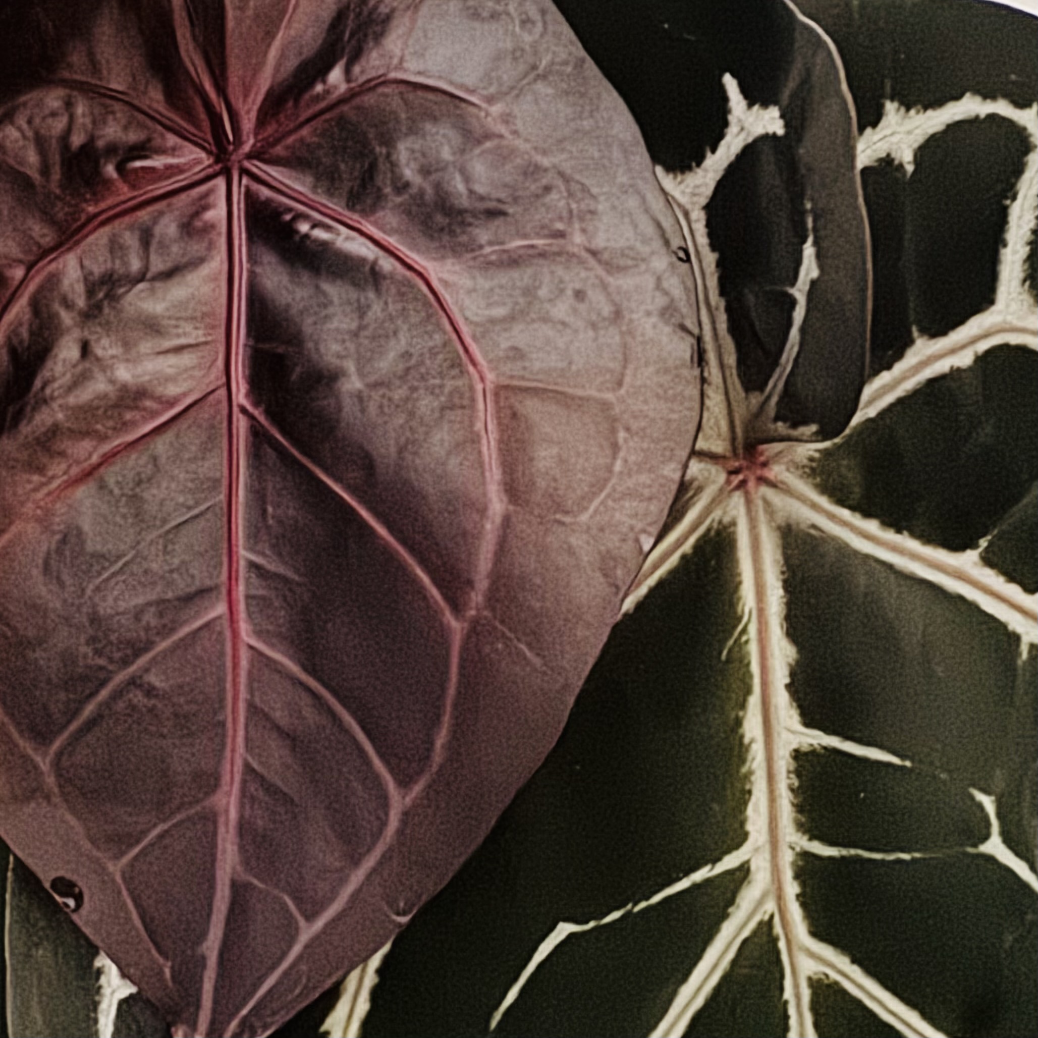 植物日誌照片 8