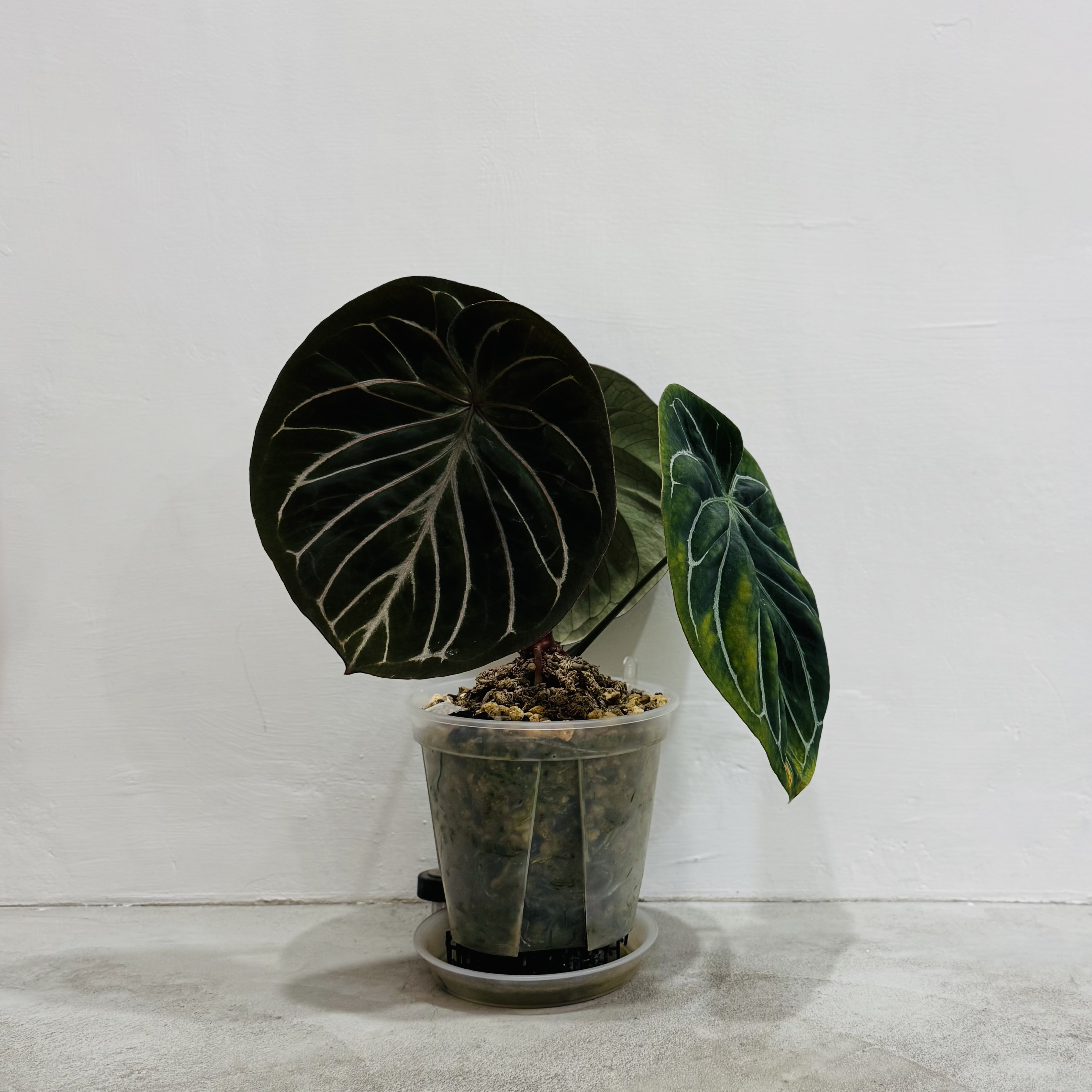 Anthurium "King of Spades" 商品照片 4