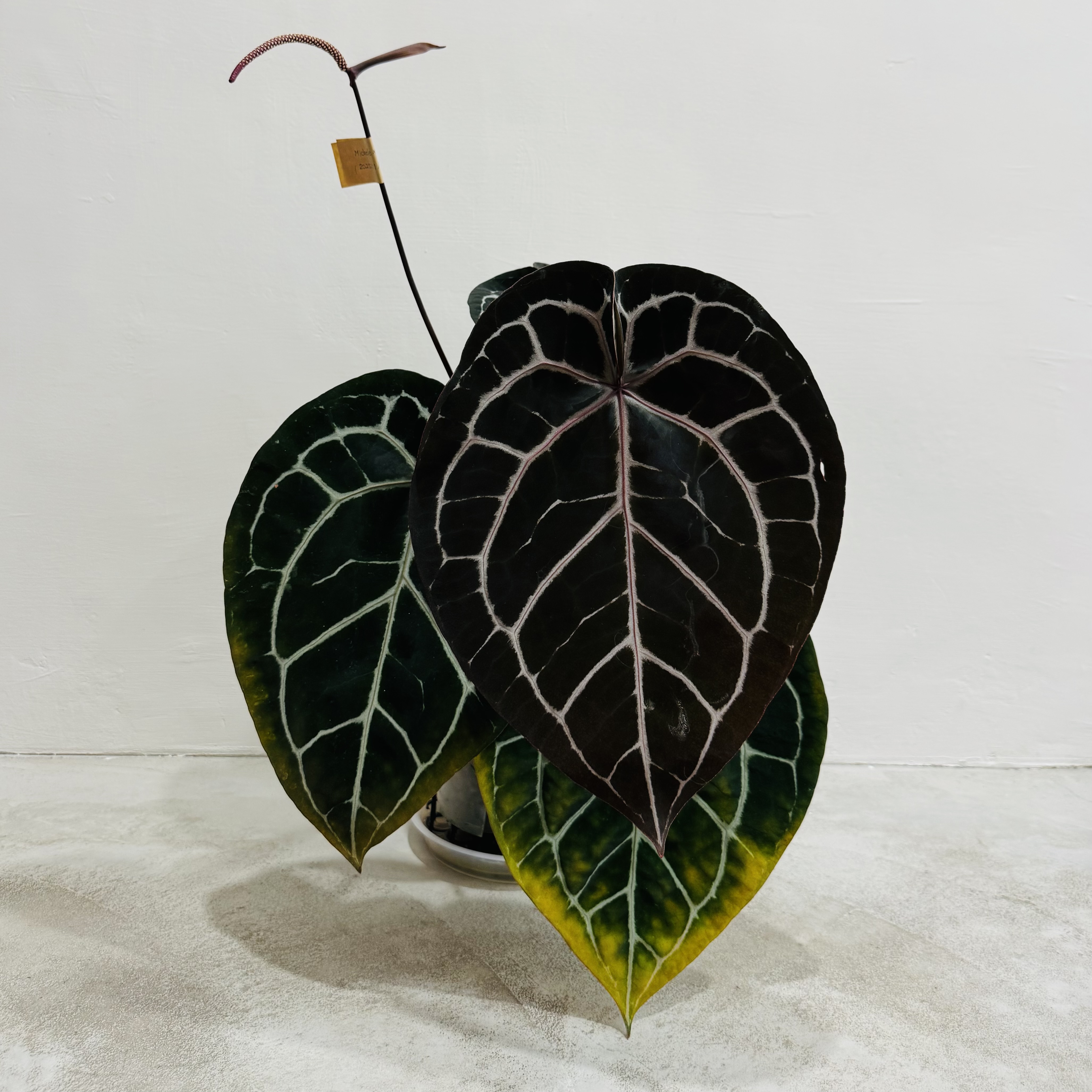植物日誌照片 7