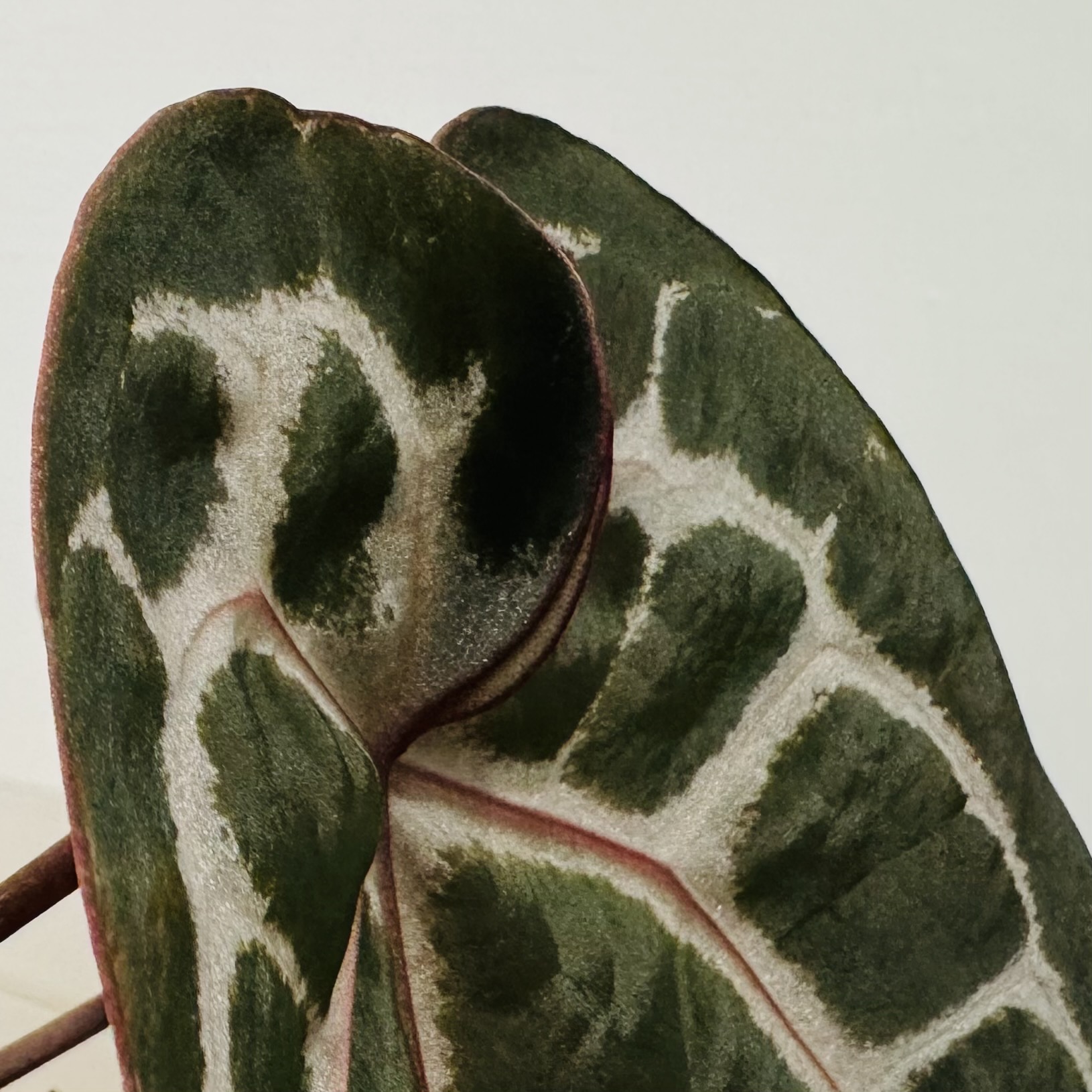 植物日誌照片 2